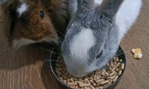 兔粮一次喂多少