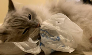 为什么猫咪喜欢冰袋