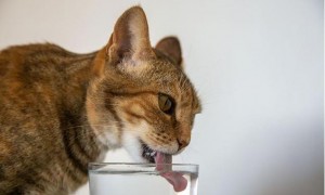 猫咪喝的凉白开水多久换一次