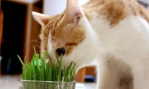 猫草生长时间