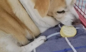 狗狗为什么喜欢吃饼干