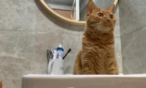 为什么猫咪会会跳厕所呢