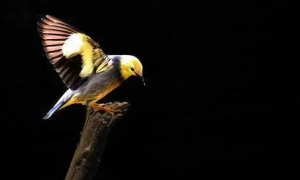 丝光椋鸟是保护动物吗