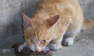 猫可以吃老鼠幼崽吗