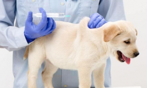 狗狗打疫苗的原因