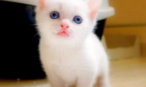 为什么猫咪是蓝色眼睛呢