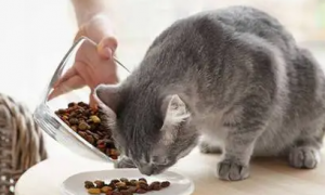 吃猫粮长大的猫会吃老鼠吗