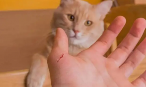 猫抓伤其实不用打狂犬疫苗