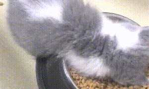 小奶猫直接在饭盆里睡着了，露出可爱的小背影，简直要萌化人心了