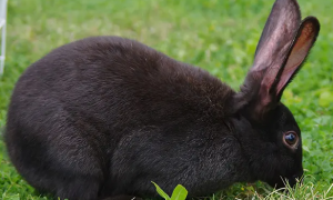 中华黑兔能长多少斤