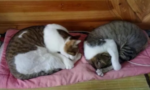 猫睡在枕头边和脚边的区别
