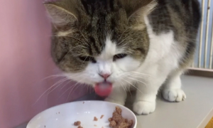 猫咪每天吃饭好吗