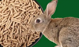 成兔粮和幼兔粮的区别