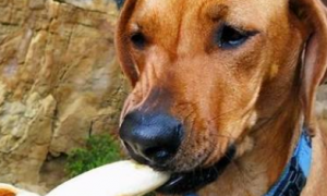 狗狗能不能吃熟香蕉