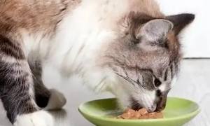 为什么要给猫咪搭配粮食吃