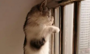 猫咪为什么爬到窗台边叫呢