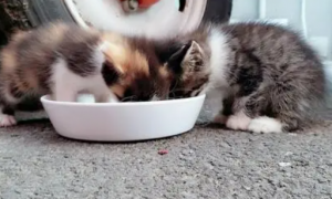 流浪奶猫吃什么食物好