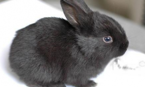 中华黑兔多少钱一只