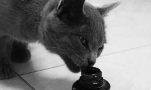 为什么猫咪喜欢闻墨汁