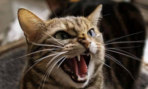 为什么猫咪喜欢咬人脸