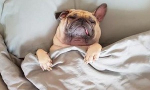 狗狗睡觉为什么不能睡枕头呢