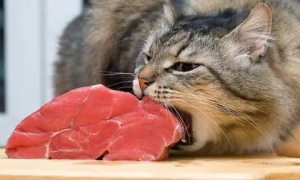 猫咪为什么会有牛肉味的呢
