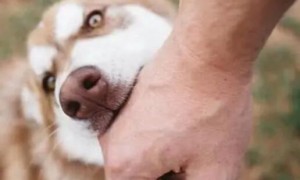 为什么狗狗开心就咬人呢