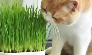 猫草都有什么