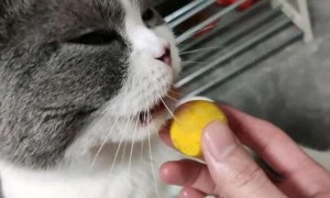 猫咪喂了蛋黄还要喂鱼油吗