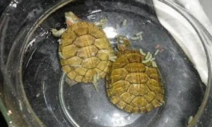 乌龟最爱吃的10种食物
