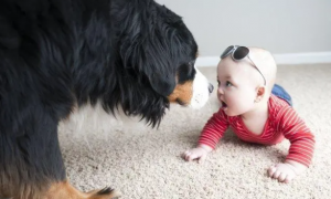 宝宝为什么不怕狗狗呢