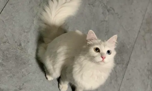 长毛金白猫是什么猫