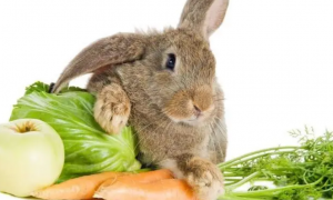 兔子可以吃猫条吗