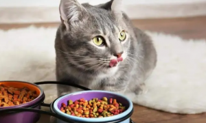 为什么有的猫咪很容易饿呢