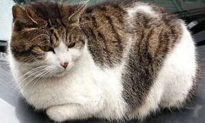 为什么猫咪越老越瘦呢