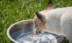 为什么狗狗喝水尿黄