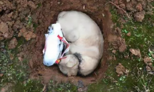狗狗死了为什么要埋在土里呢