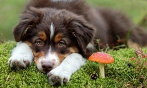 狗狗为什么不能吃菌菇类