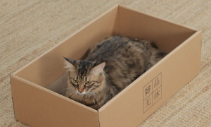 纸箱子怎么做猫抓板