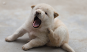 上海禁止养的犬品种