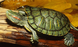 宠物巴西龟能活多久？