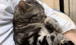 猫咪为什么粘着男的睡觉