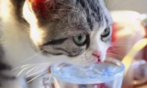 猫咪喝水为什么会呛到嗓子