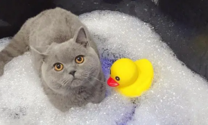宠物猫多大可以洗澡