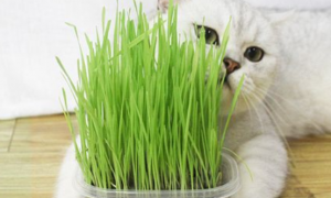 什么草是猫草