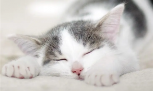 猫咪为什么睡觉会抽筋动作不灵活