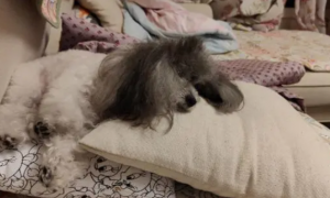 狗狗为什么喜欢在枕头上睡觉呢