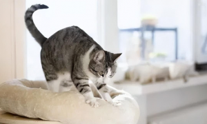 猫咪为什么会踩棉绒
