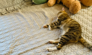 为什么猫咪会爬床上来