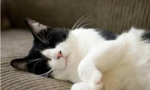 猫咪为什么老瞌睡呢正常吗